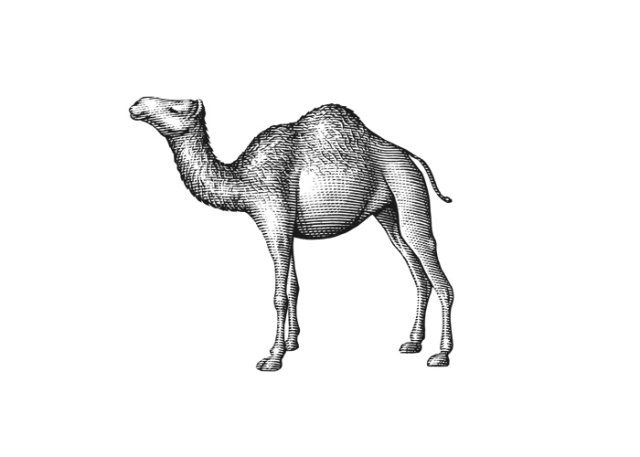 camel 2